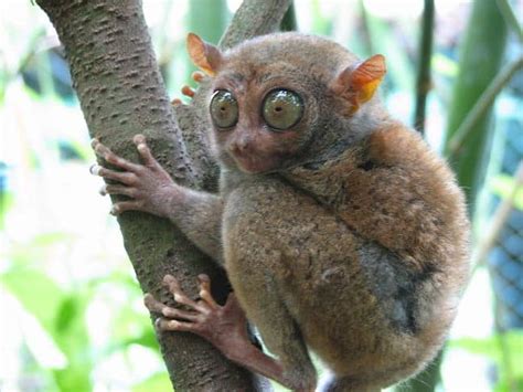 most weird animals|unique animals from around the world.